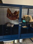 Chinchilla-Männchen mit Käfig, Utensilien, etc. in 75337