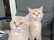 super süße BKH kitten zum Verkauf - Gelsenkirchen