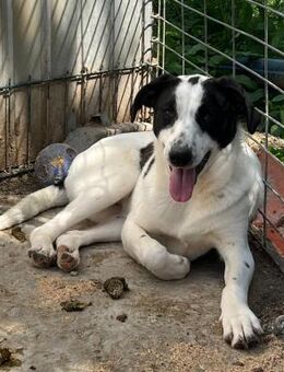 💜 zuckersüße Junghündin Sindy 💜 - Eislingen (Fils)