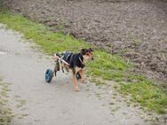 ROBY - unterwegs...immer auf Achse - Overath