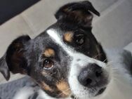 Jack Russell 9 Jahre - Emtinghausen