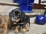 Hundewelpe, kleiner Rüde - Jack Russel - Kopov - sucht neues nettes Zuhause, Familienhund - Dingelstädt