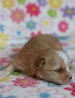 Golddust Yorkshire Terrier Welpen - Kaiserslautern