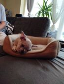 Französisch Bulldog Rüde sucht sein 5 Sterne zu Hause in 25746