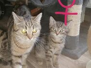 Mama und Kitten suchen neues Zuhause - Garbsen