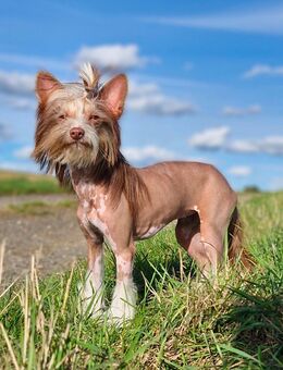 Wunderschöne, verspielte Junghündin, Kleinhund - Runkel