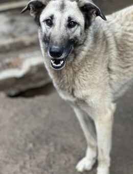 ELODY - unser aktives Träumchen - Dänischenhagen