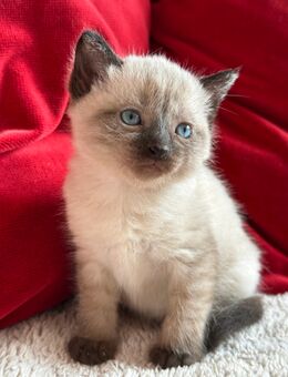 Britisch Kurzhaar / Thai Siam Kitten - Bentwisch