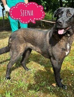 Sjena eine Pracht - Flörsheim-Dalsheim