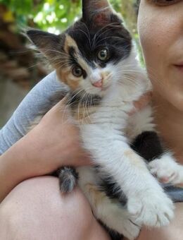 ❤️ Entdeckerin Katzenbaby Cinny ❤️ - Eislingen (Fils)