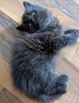Süßer Maine coon BBK junge in Black, Langhaar - Kyritz