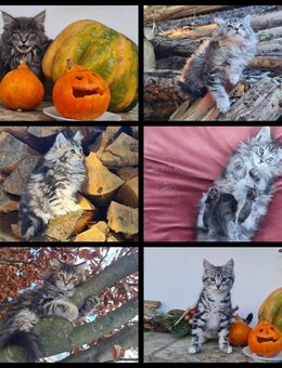 Maine Coon Kitten suchen Herzensplätze - Kiefersfelden