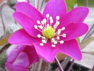 10 Samen vom Leberblümchen ROSA Hepatica nobilis - Singen (Hohentwiel)