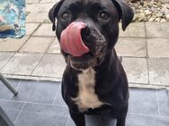 Cane corso Rüde 6 Jahre alt - Bochum Hiltrop