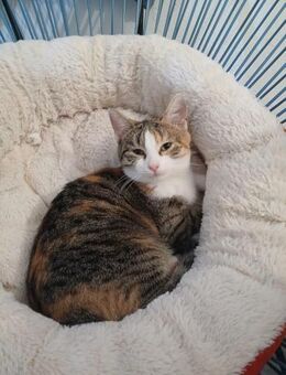 💕Tali💕 sucht ihre Menschen - Freilassing