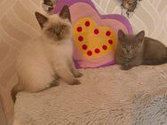 Süße BKH Katzen Babys - Jerxheim