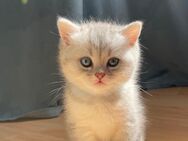 Britisches Katerchen verspielt und stubenrein - Dortmund