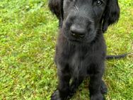 Flat Coated Retriever Welpen Hund in Schwarz 2 Rüden - Wittenberg (Lutherstadt)