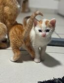 2 Kitten EKH Rot Weiß M/W in 55437