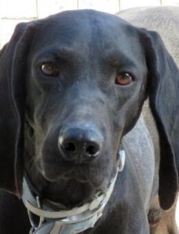 Ziggy 4 -aktiv, braucht etwas Geduld- - Oldenburg