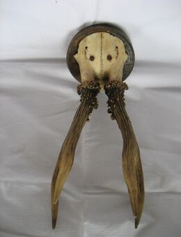 Hirschgeweih 2 Ender, ca 23 cm über 100 Jahre - Köln