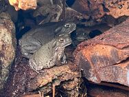 Bufo (Incilius) Alvarius - Nachzuchten aus Deutschland, ab 160 € - Berkatal