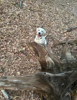 Aussiedor Labrador ! - Borken