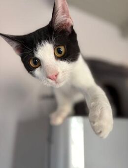 Ritz aus dem Tierschutz - Grevenbroich