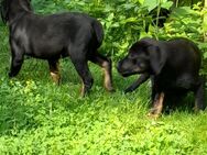 Welpe Labrador - Marktleugast