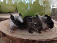 Niedliche Degu Kids: Schwarzschecken und agoutis,m/w,suchen demnächst ihren Lieblingsmensch! - Hille