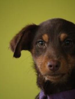 Emilia unsere kleine Schönheit.. - Hagen (Stadt der FernUniversität)