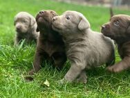 Labrador-Welpen suchen ein liebevolles Zuhause - Plattenburg