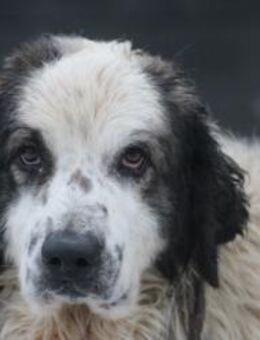 Pino - freundlicher, verträglicher Rüde - Lohra