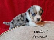 5 von 7 Welpen /Französische Bulldogge x Mini Australian Shepherd