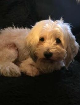 Olias ist ein sanfter, feinfühliger Hund - Schafflund