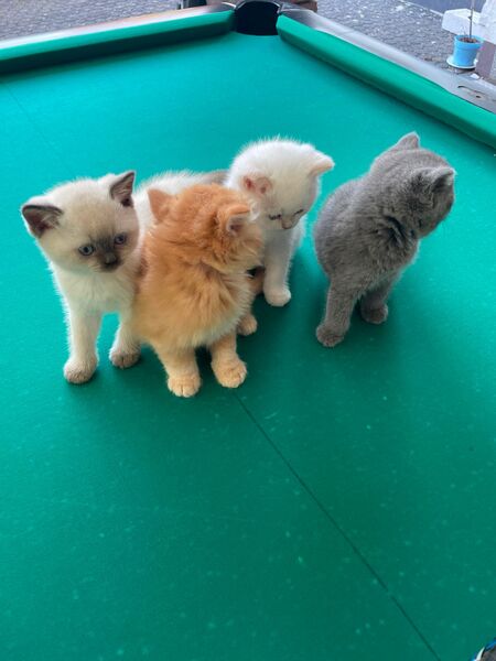 Britisch Kurzhaar Kitten - Bielefeld Ubbedissen