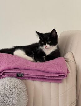 Kitten Katzenbabys zu verkaufen - Hamburg