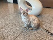 Die 2 Letzten Bengal kitten mit Stammbaum - Frechen Zentrum