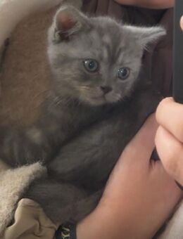 BKH Britisch Kurzhaar Katze Kitten - Berlin Reinickendorf