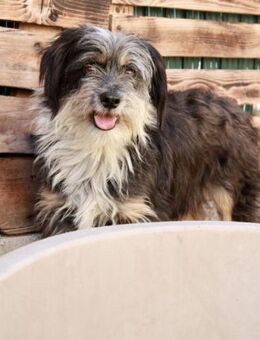 GUNA - wunderhübsche Hündin braucht Zeit - Neudenau