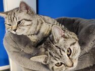 Whiskas Kitten Britisch Kurzhaar Silver Tabby AUSZUGSBEREIT - Hamburg