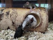 Super süße Degu Babys,kunterbunte Farben: viel schoko,schwarz,sand, suchen demnächst ihren Lieblingsmenschen - Hille