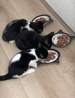Katzenbabys - Beverungen Zentrum