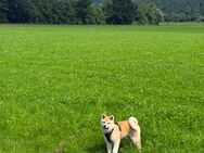 Akita Inu Reinrassiger - Rosenheim