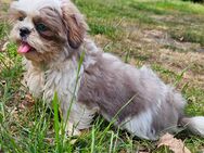 Shih-Tzu Hündin Welpe - Oranienburg