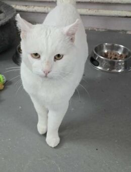 Verschmustes Katerchen KALIN ♥️ - München