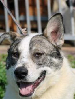 Moscu - kinderlieber Familienhund❤️ - Lohra