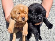 Edle Labrador Welpen (Schwarz/Foxred/Creme) mit Ahnentafel, Nachkommen von Champions - Kempten (Allgäu)
