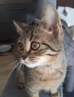 BKH- Mix Kitten - Lohsa