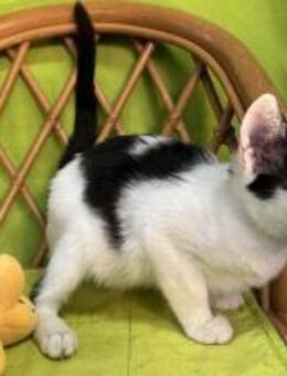 Michelle 🐾 mit den Fledermausohren - Kirchheim (München)